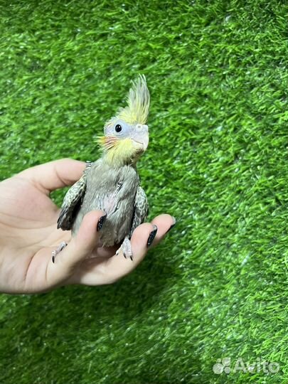 Птенцы корелла