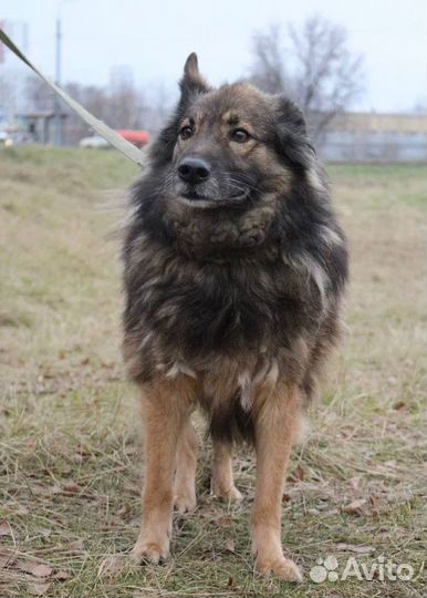 Собака из приюта ищет дом