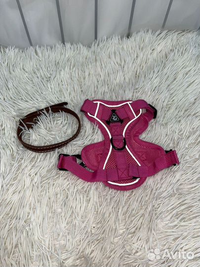 Одежда и амуниция для собак