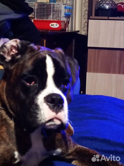 Немецкий боксёр