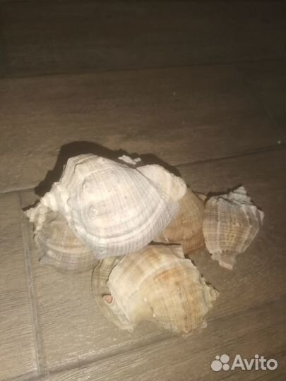 Морские ракушки