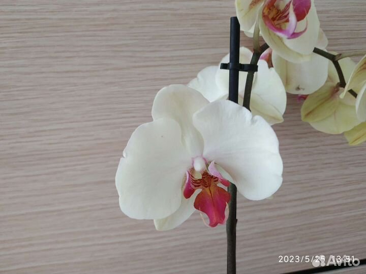 Орхидея фаленопсис Пират Пикоти, Попугай