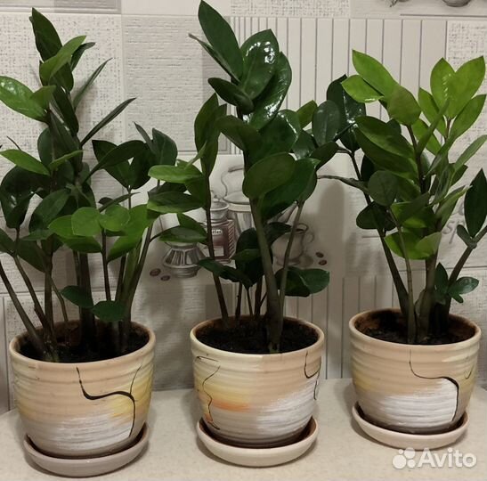 Комнатное растение Замиокулькас