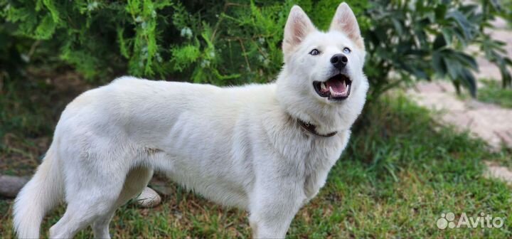 Аляска в добрые руки