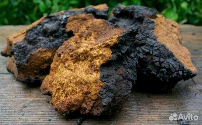 Березовый гриб чага