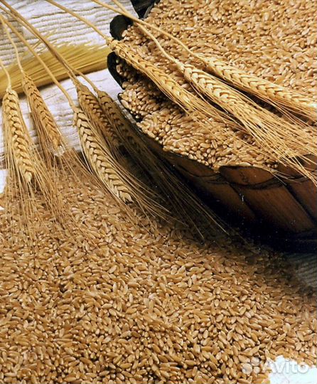 Корм-пшеница, ячмень, размол, отруби, овес