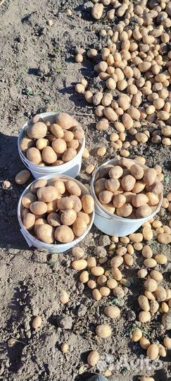 Продам картофель