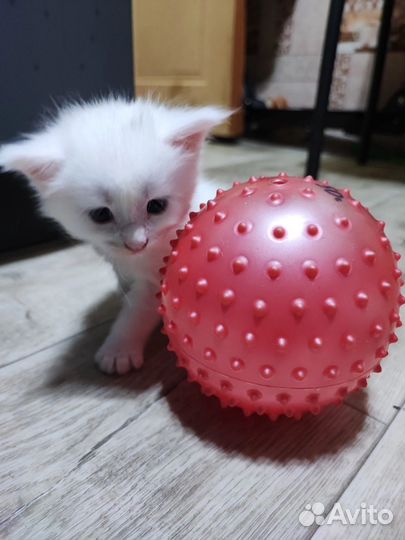 Мейн кун помесь