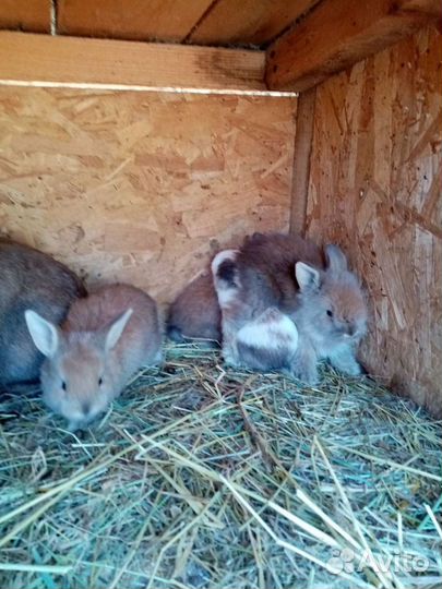 Кролик декоративный