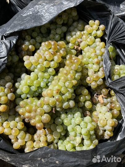 Виноград на вино молдова, первенец магарача