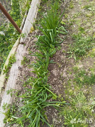 Многолетний лук на перо, семена