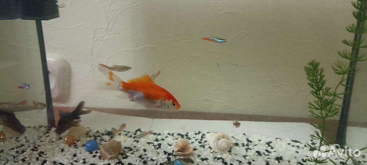 Аквариумные рыбки