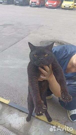 Кот Каспер - нужна семья