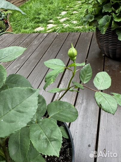 Роза Стефани Баронин Цу гутенберг