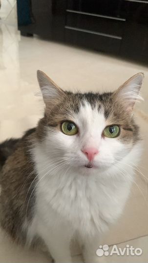 Кошка обыкновенная