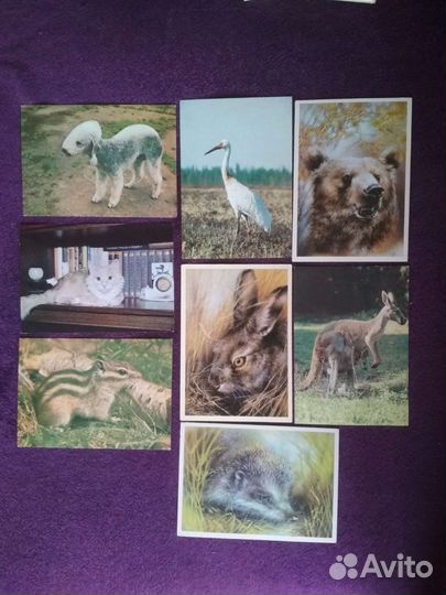 Открытки: животные, растения, города
