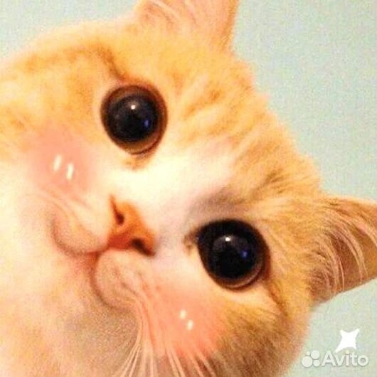 Выслушаю собеседника