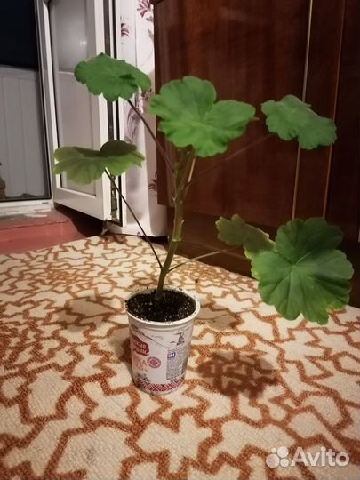 Герань пеларгония зональная