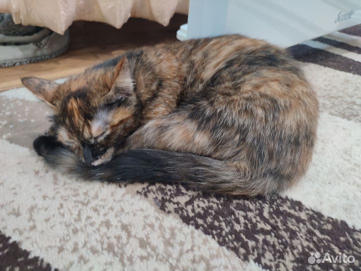 Кошечка в добрые руки