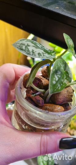 Сциндапсус пиктус