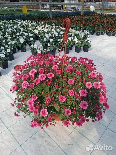 Хризантема кашпо