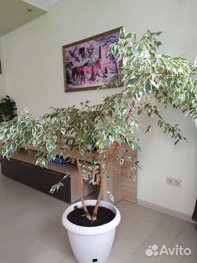 Комнатные растения дерево