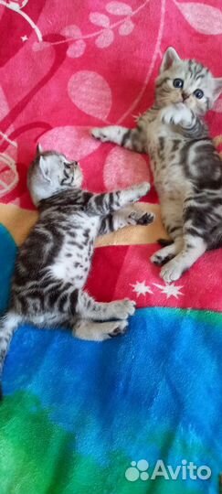 Шотландский кот для вязок