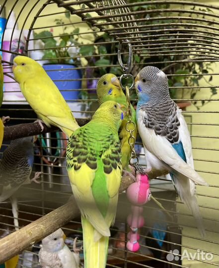 Продам попугаев