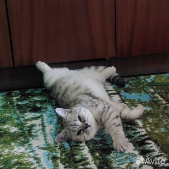 Кот шотландец вязка