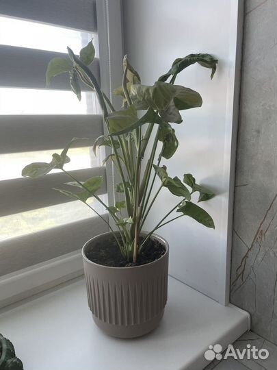 Комнатные растения