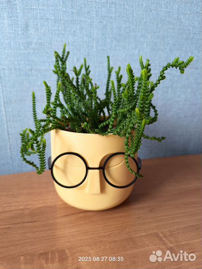 Крассула плауновидная (Мускоза)