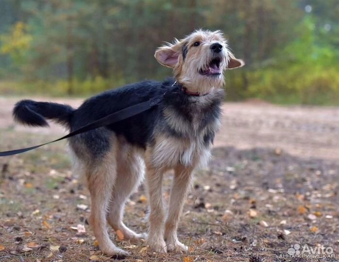 Собака в добрые руки