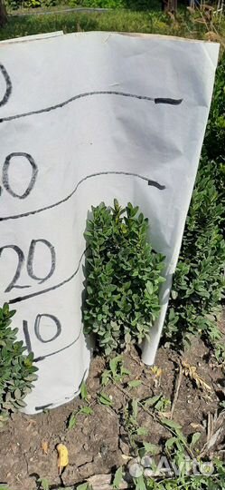 Самшит 20-70см