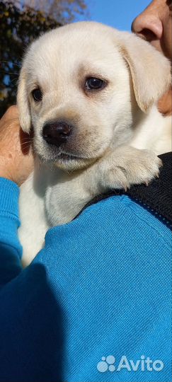 Щенки лабрадора