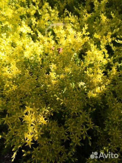 Почвопокровные