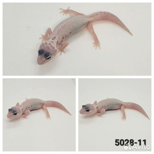 Леопардовый геккон эублефар
