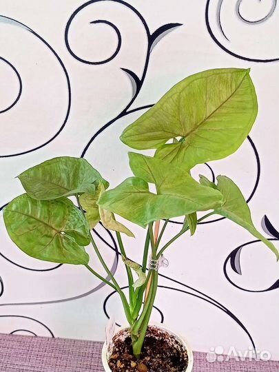 Сингониумы 01