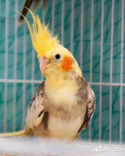 Попугай нимфа корелла малыши