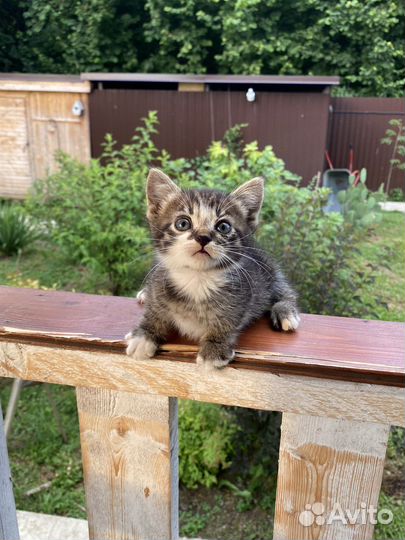 Котята в добрые руки бесплатно