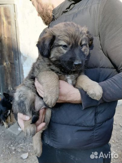 Щенки бесплатно в добрые руки