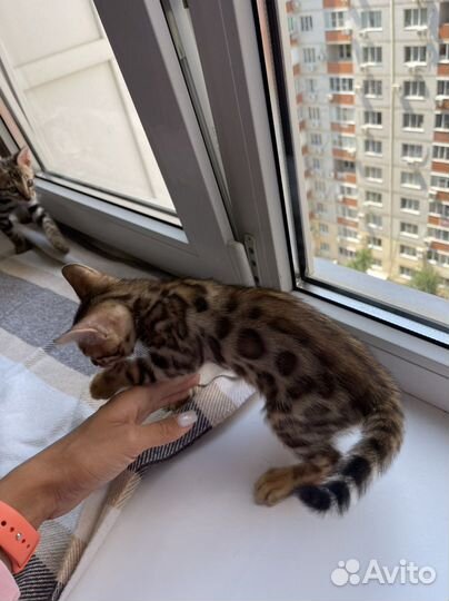 Бенгальские котята