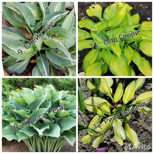 Хоста (подробности в описании)