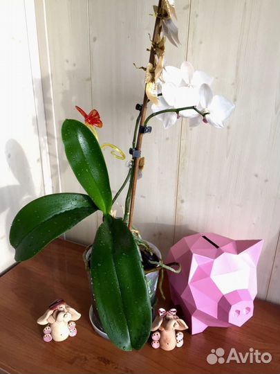 Орхидея дендробиум