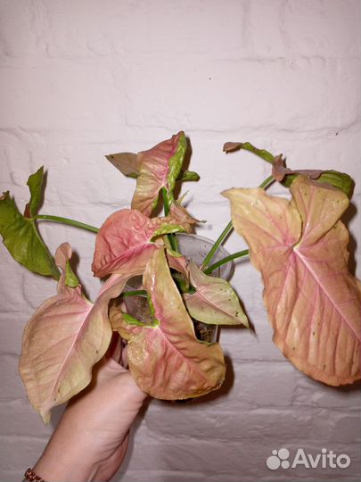 Комнатные растения цветы