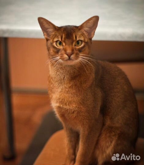 Абиссинский кот на вязку чемпион