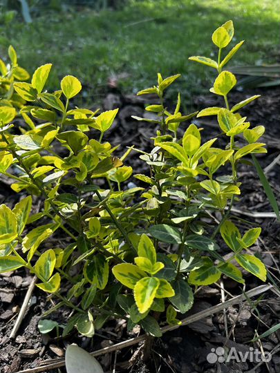 Растения цветы для сада