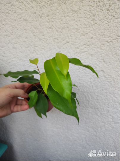 Фикус Бенджамина Неон