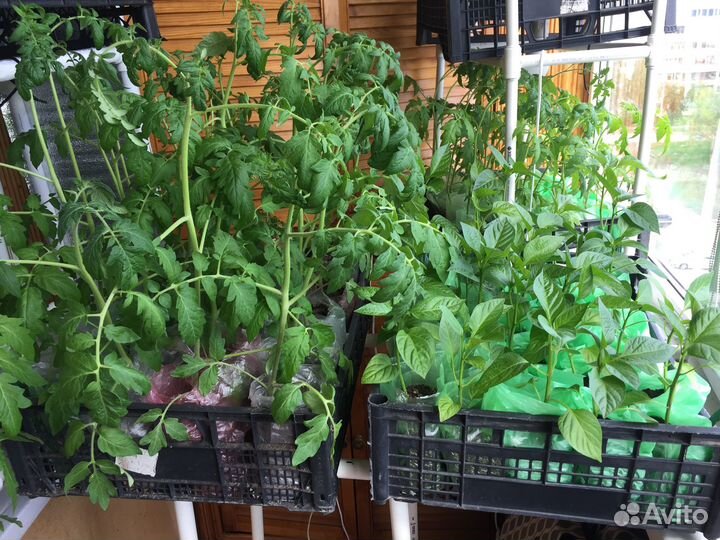 Рассада томатов и перцев