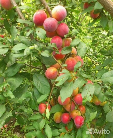 Саженцы - шарафура