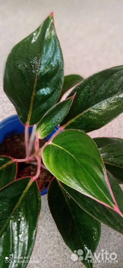 Аглаонема Dark Green